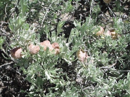 Artemisia tridentata